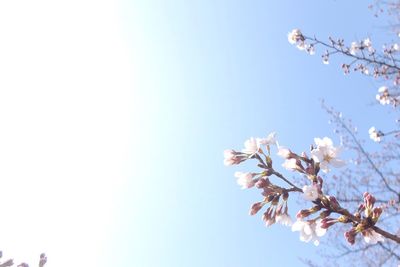 Low angle view of cherry blossoms against clear sky