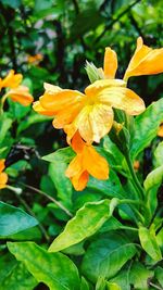 Close-up of yellow flower