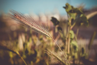 Close-up of stalks in field