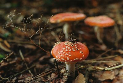 Poisonous fly agaric, shot onto 35mm colour film, 28.10.2020