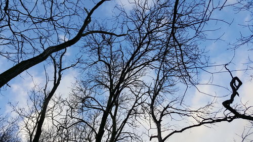 Low angle view of tree against sky