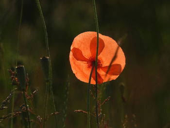 Close-up of orange leaf on field