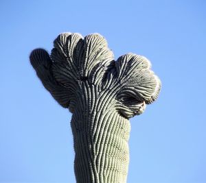 Low angle view of bird against clear blue sky