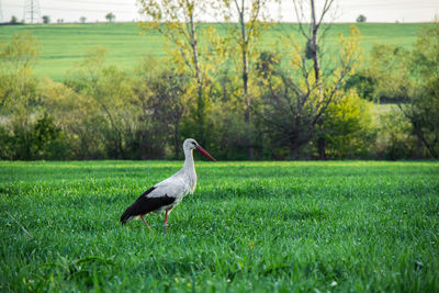 Side view of a bird on field