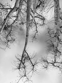 Low angle view of bare tree against sky