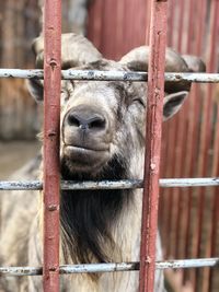 Close-up of horse in cage at zoo