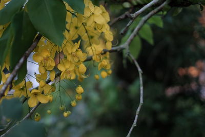 Close-up of yellow flowers growing on tree