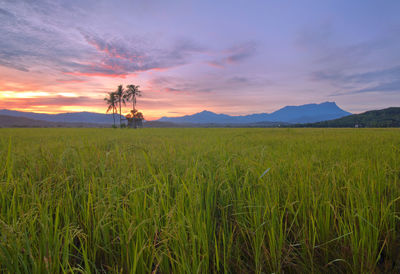 Scenic view of wheat field against sky at sunset