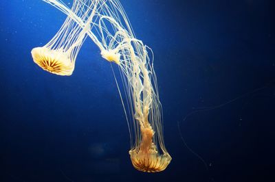 Close-up of jellyfish swimming in sea