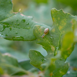 Close-up of insect on leaf