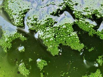 Close-up of leaves floating on water