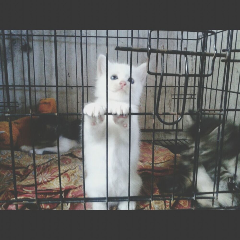 animal themes, domestic animals, pets, domestic cat, cat, one animal, indoors, mammal, feline, window, cage, two animals, relaxation, portrait, zoology, white color, looking at camera, whisker, no people, close-up