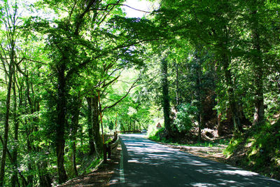 Road amidst trees in forest