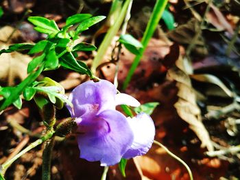 Close-up of purple iris of fresh white flowering plant