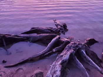 Driftwood on rock in sea