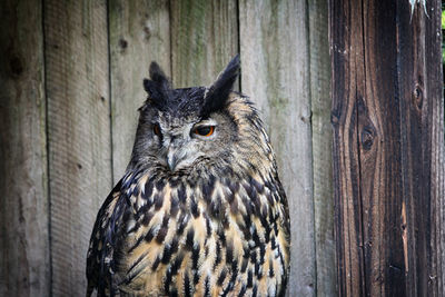 Close-up of a bird