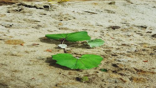 High angle view of plant on sand