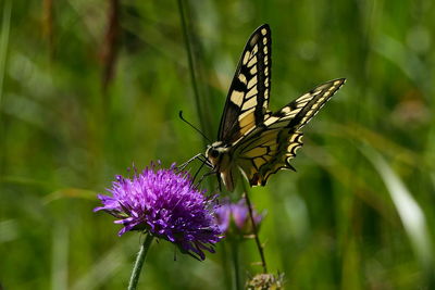 Close-up of butterfly pollinating on purple flower