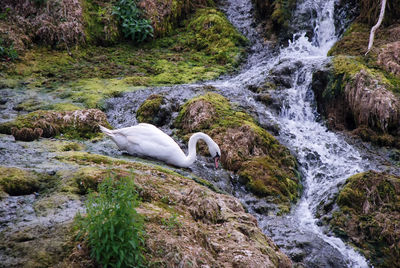 Scenic view of waterfall