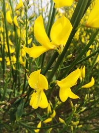 Close-up of yellow flowers