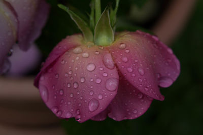 Close-up of water drops on flower