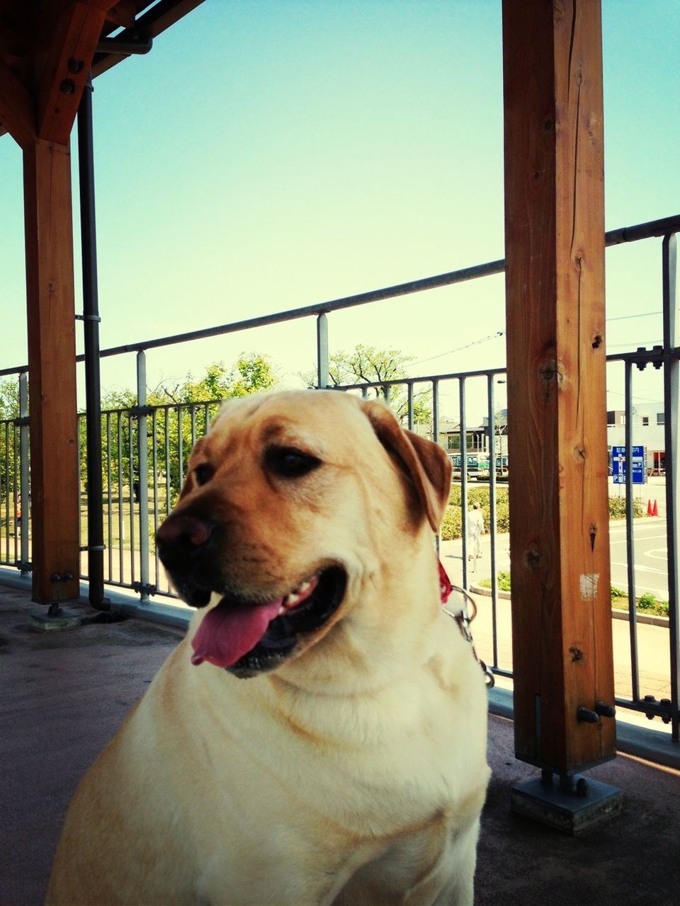 dog, pets, domestic animals, one animal, animal themes, mammal, pet collar, sitting, clear sky, animal head, sunlight, looking at camera, portrait, indoors, built structure, day, relaxation, canine, close-up