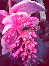 Close-up of pink flowers