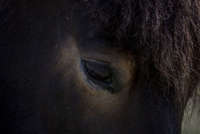 Close-up portrait of a horse