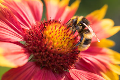 Close-up of insect on flower. close-up of bee on flower. an honey bee taking pollen 