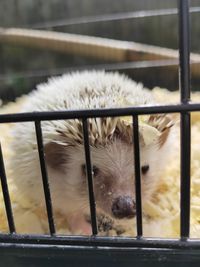 Close-up of dog in cage