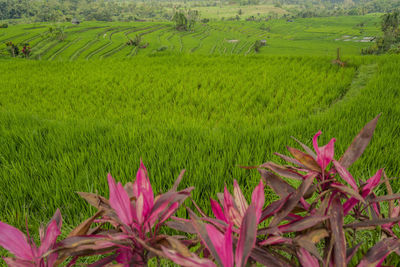 Scenic view of flowering plants on field