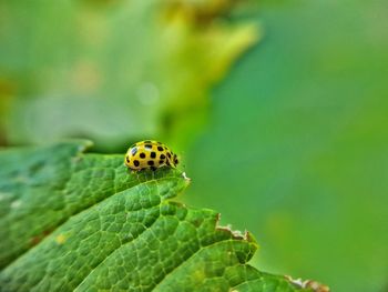 Close-up of ladybug on leaf