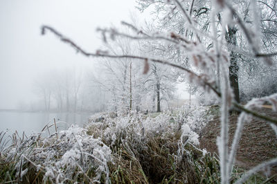 Close-up of snow covered plants against sky