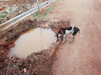 High angle view of dog drinking water