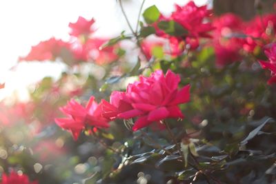 Close-up of pink flowers blooming outdoors