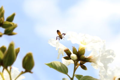 Close-up of bee hovering on flower against sky