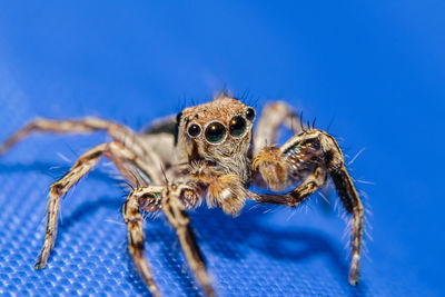 Close-up of jumping spider on blue surface