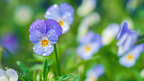 Close-up of purple flowering plant