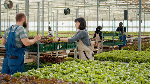 Rear view of man holding vegetables at farm