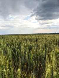 Crops growing on field against sky