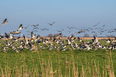 Flock of birds flying over field against clear sky