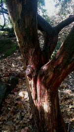 Close-up of tree trunk in forest