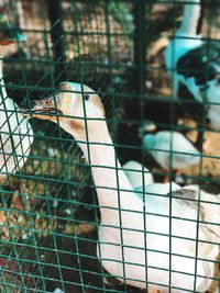 Close-up of bird in cage