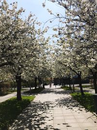 View of blooming tree