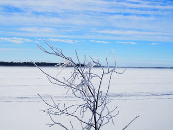 Bare tree against sky