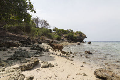 Deer can be easily found along the coast of menjanga island, west bali national park.