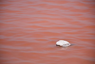 High angle view of turtle in sea