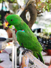 Close-up of parrot perching on tree