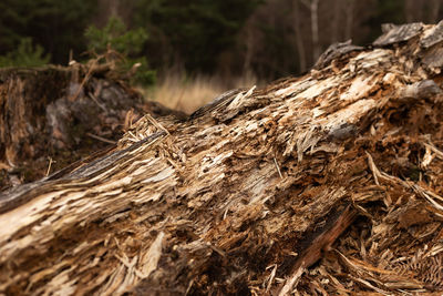 Close-up of tree trunk