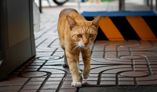 Portrait of cat standing on tiled floor